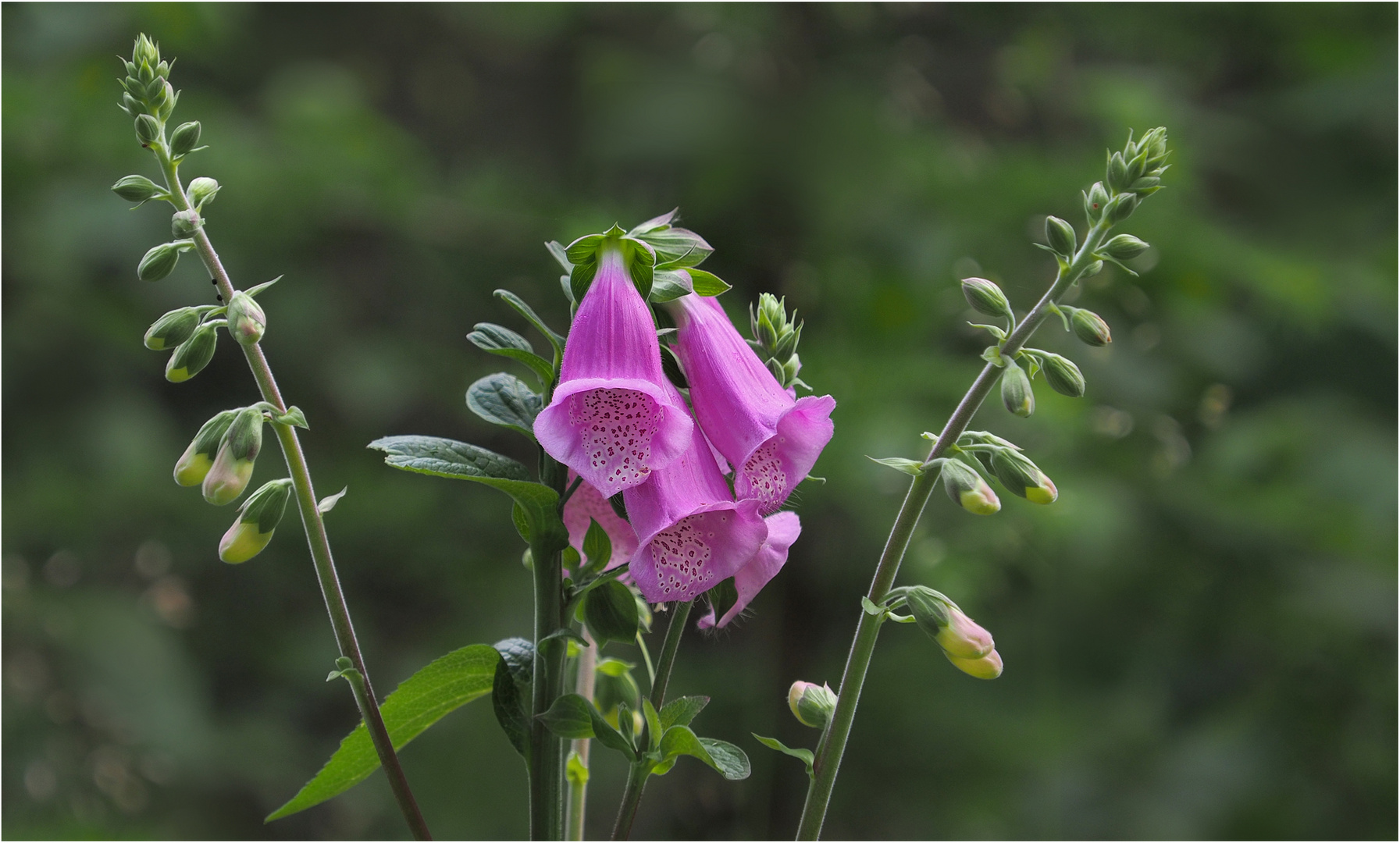 "Digitaler" Fingerhut......... Foto & Bild wald, outdoor, natur