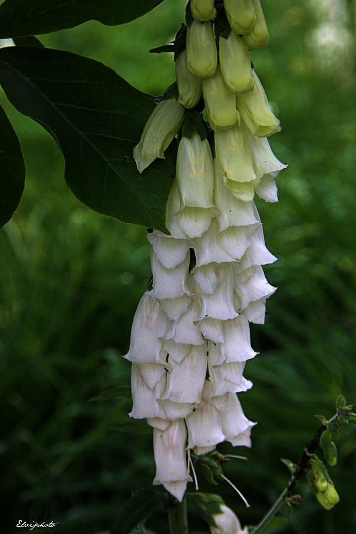 digitales blanches  photo et image fleurs nature 