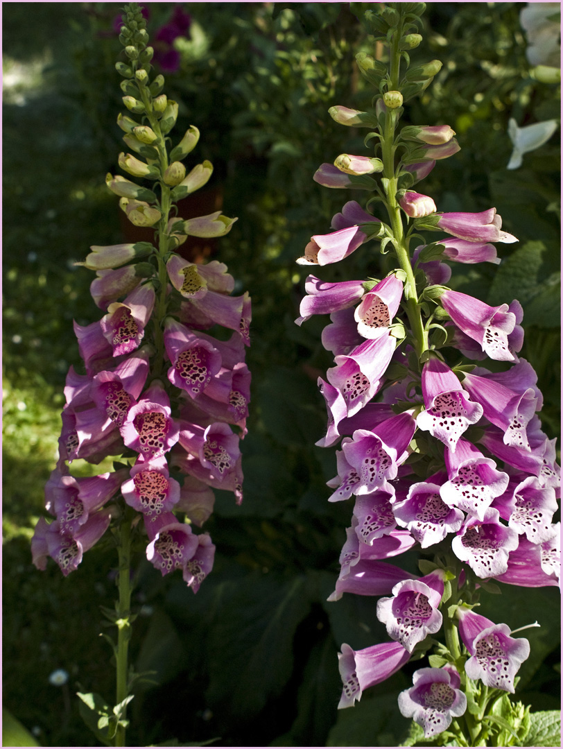 Digitales  --  Digitalis purpurea