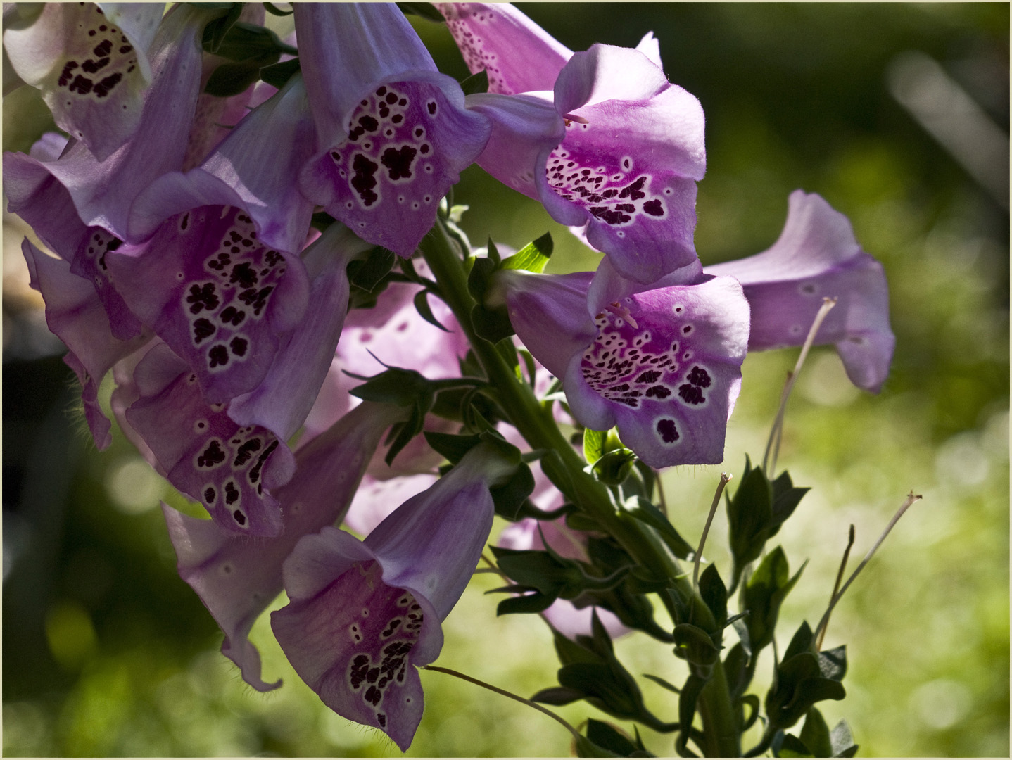 Digitales -- Digitalis purpurea 