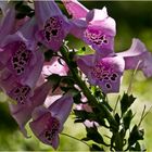 Digitales -- Digitalis purpurea 