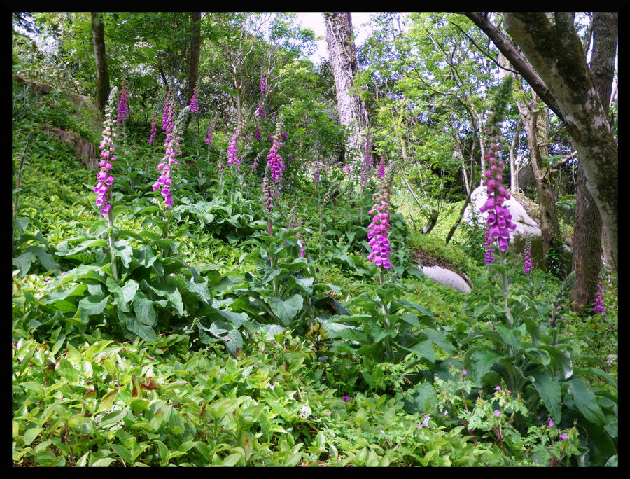 Digitales, Sierra de Sintra