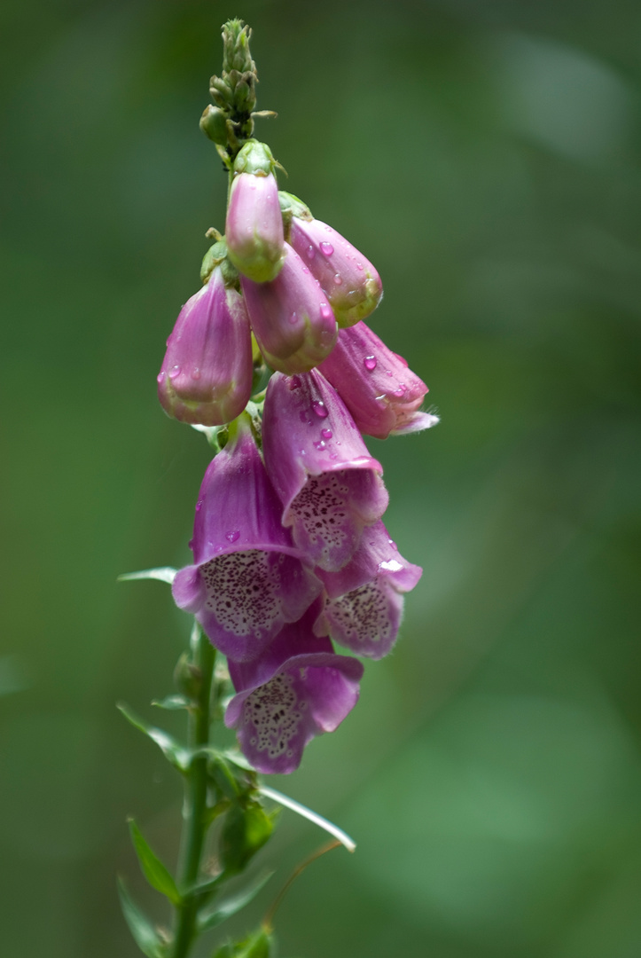 Digitalis