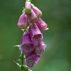 Digitalis