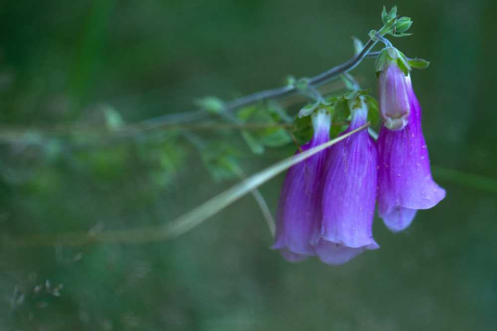 Digitalis