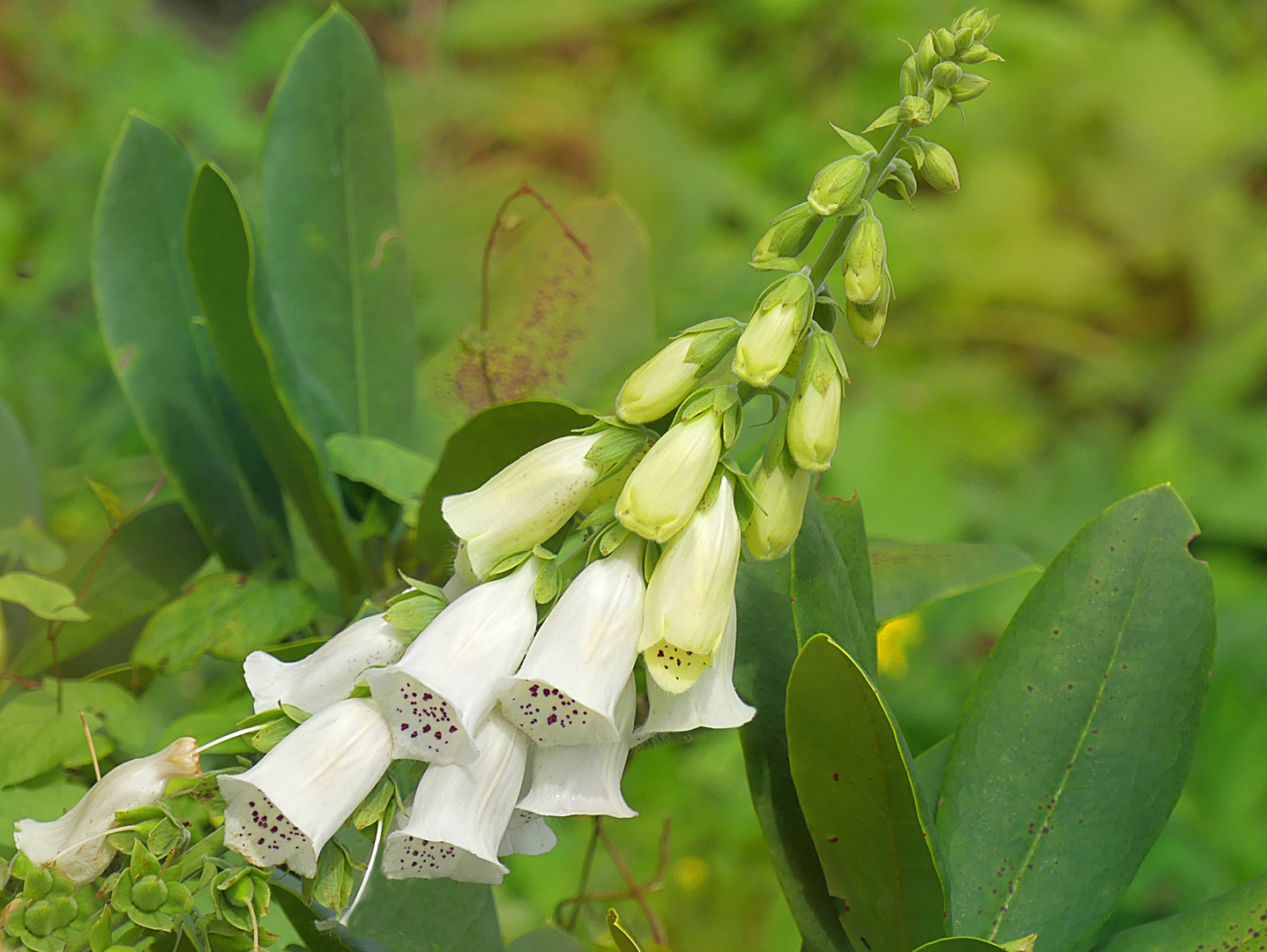 Digitalis