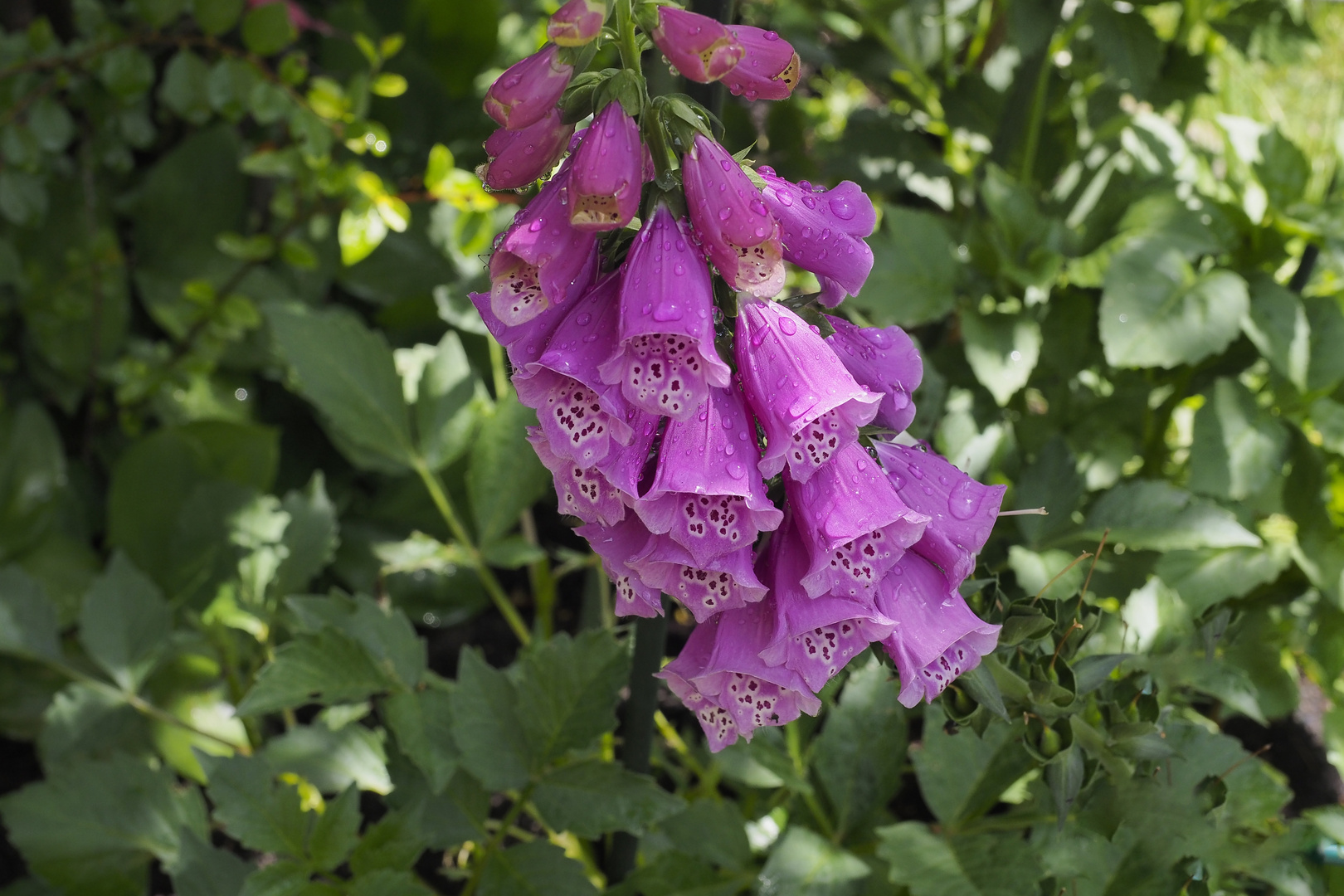 Digitalis 