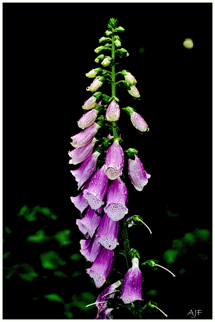 Digitalis