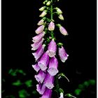 Digitalis