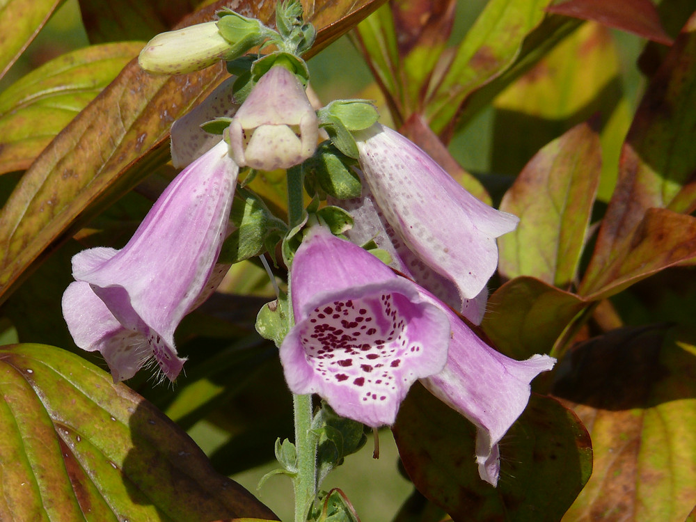 Digitalis