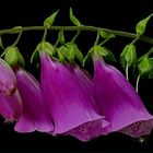 Digitalis