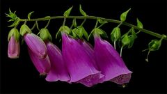 Digitalis