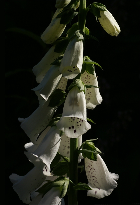 Digitalis