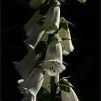 Digitalis