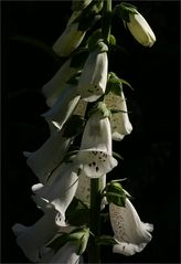 Digitalis