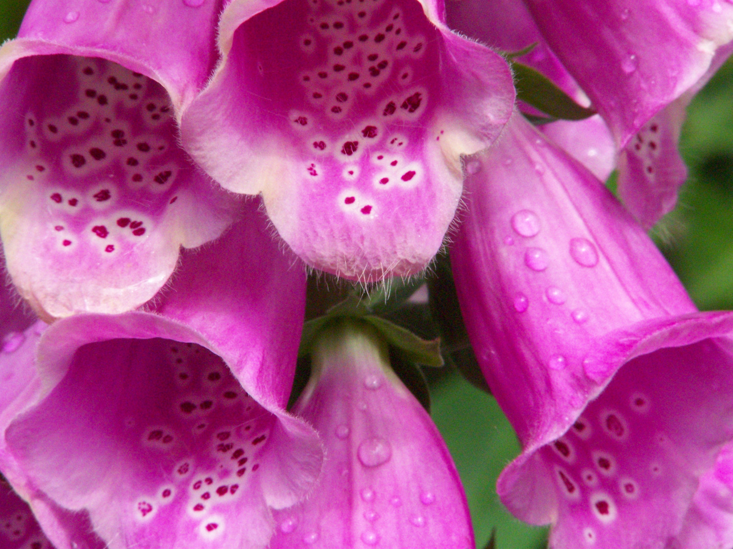 Digitalis