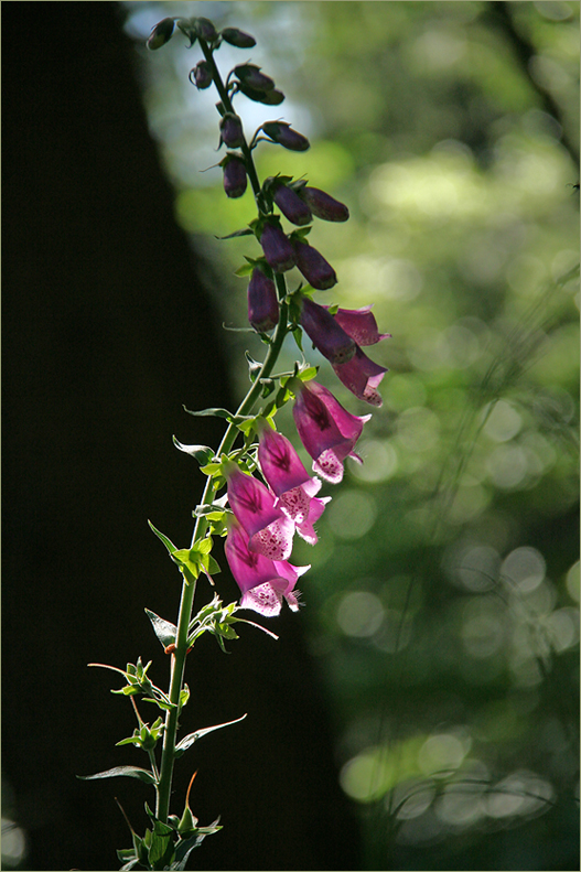 Digitalis