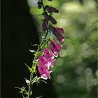 Digitalis