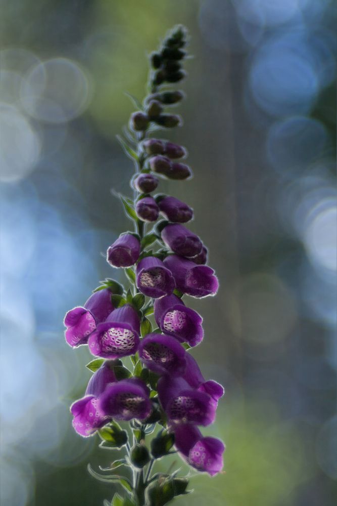 Digitalis