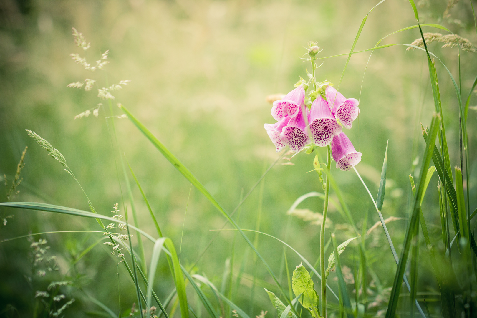 Digitalis