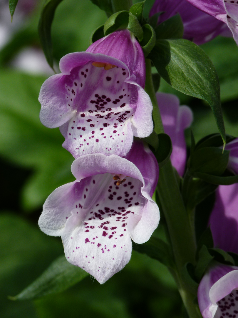 Digitalis