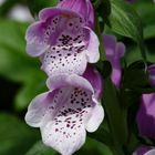 Digitalis