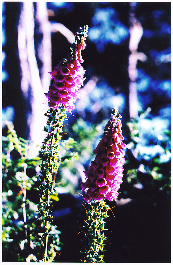 Digitalis