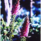 Digitalis