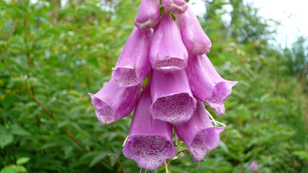 digitalis