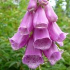 digitalis