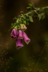 Digitalis