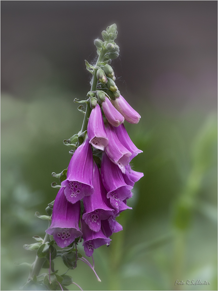 Digitalis