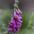 Digitalis