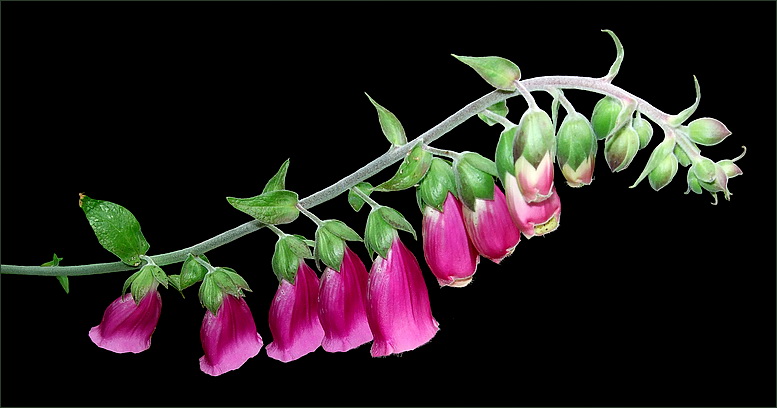 Digitalis