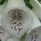 Digitalis