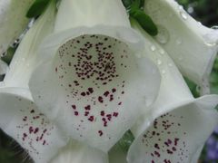 Digitalis