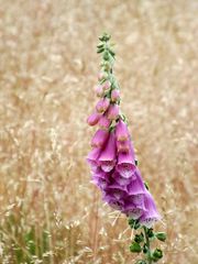 Digitalis