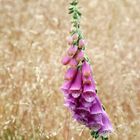 Digitalis