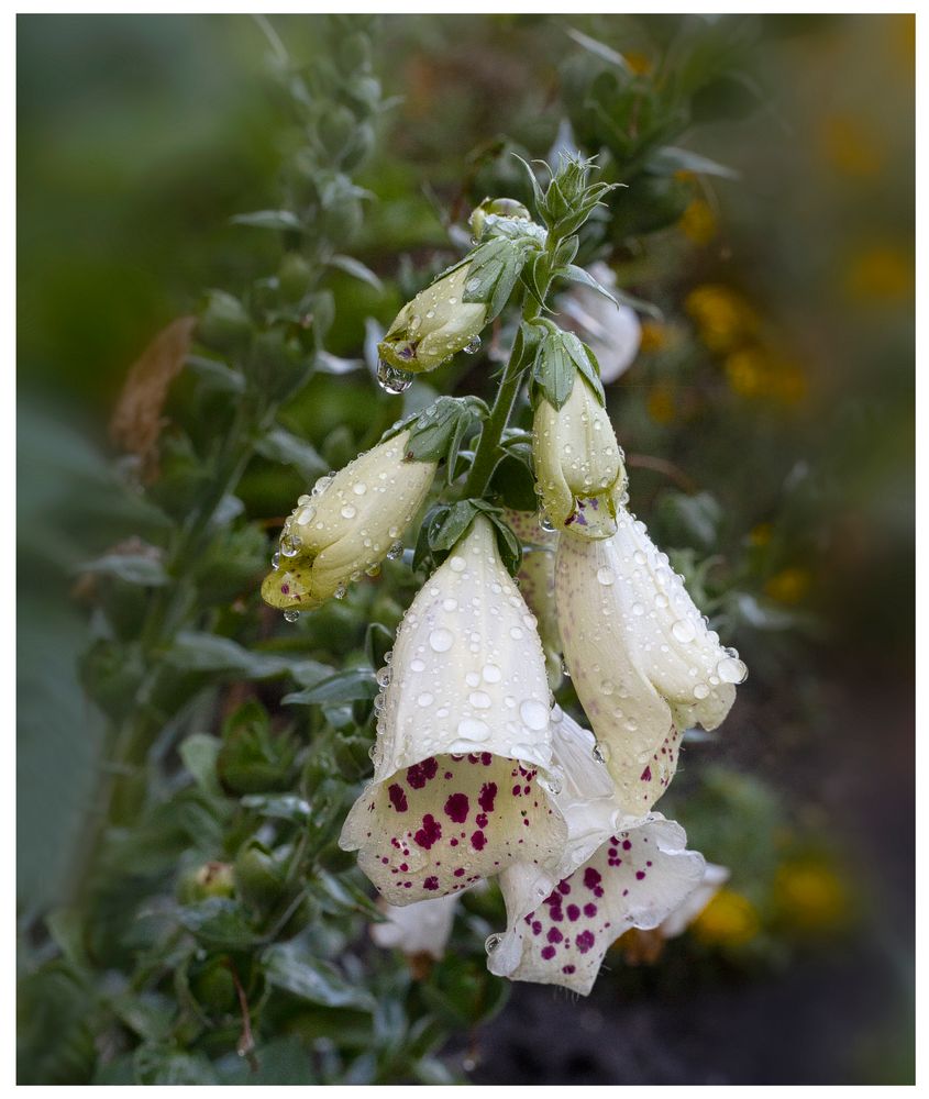 Digitalis 