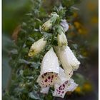 Digitalis 