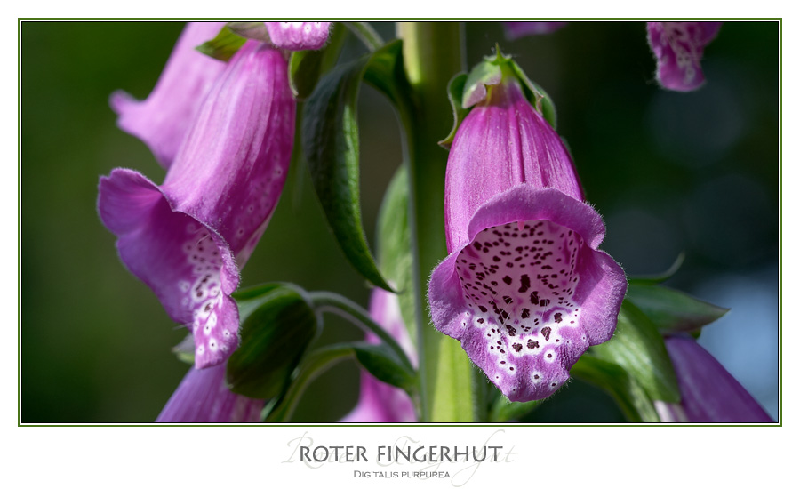 Digitalis ...