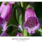 Digitalis ...