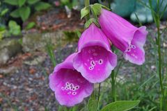 Digitalis