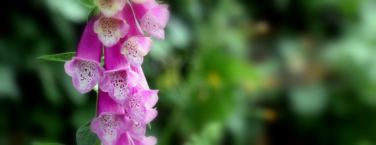 Digitalis