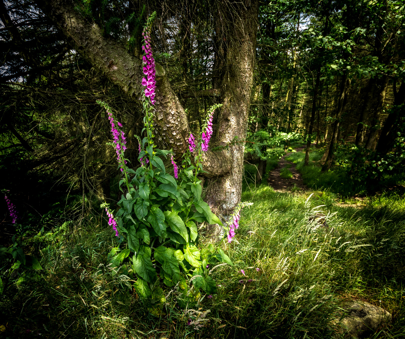 Digitalis