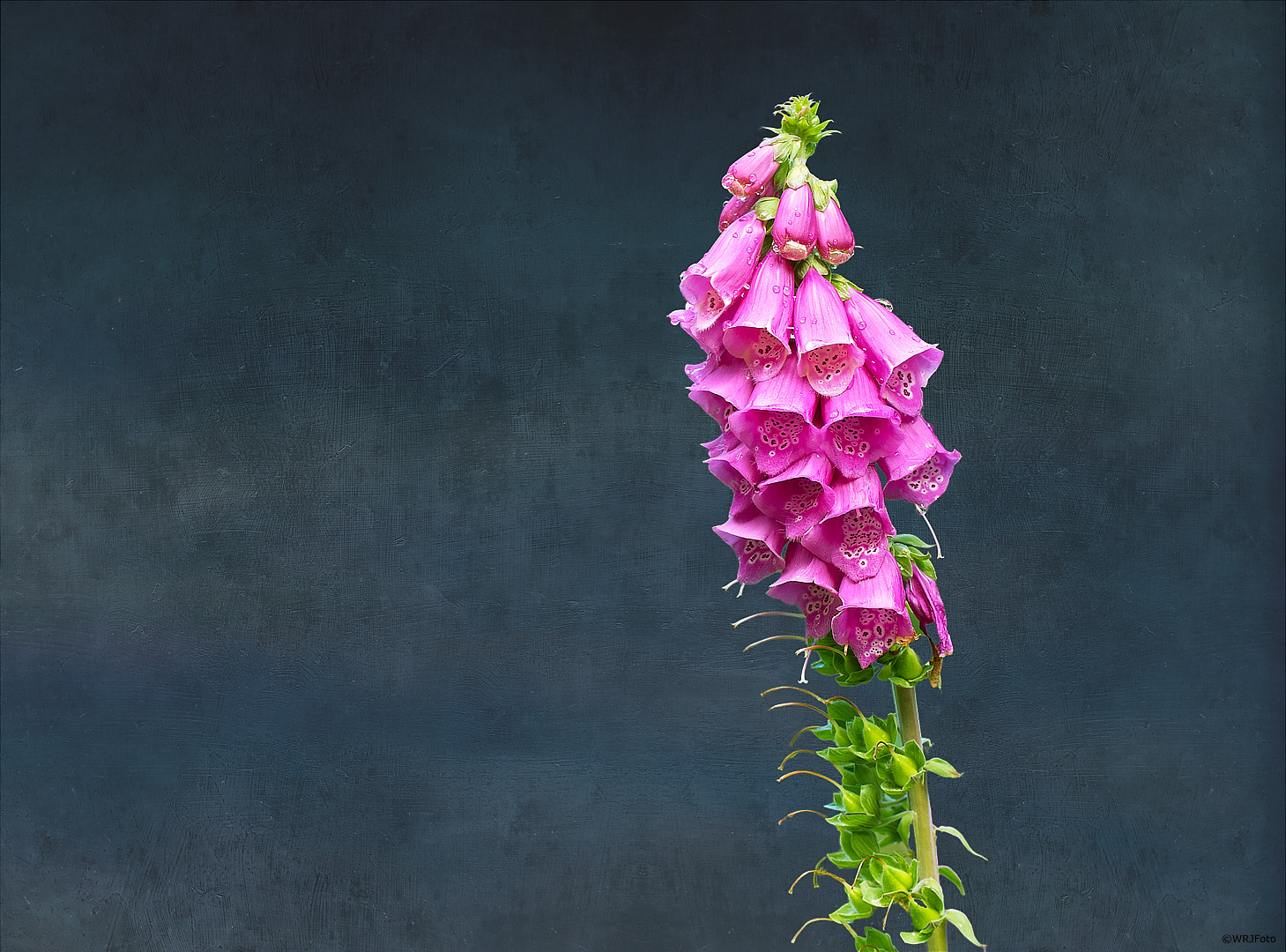 Digitalis