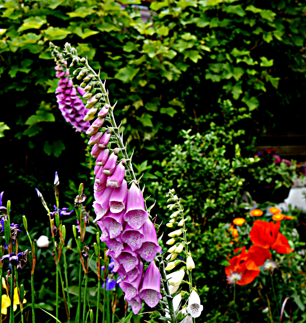 Digitalis