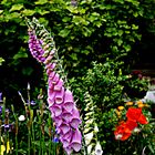 Digitalis