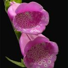 DIGITALIS