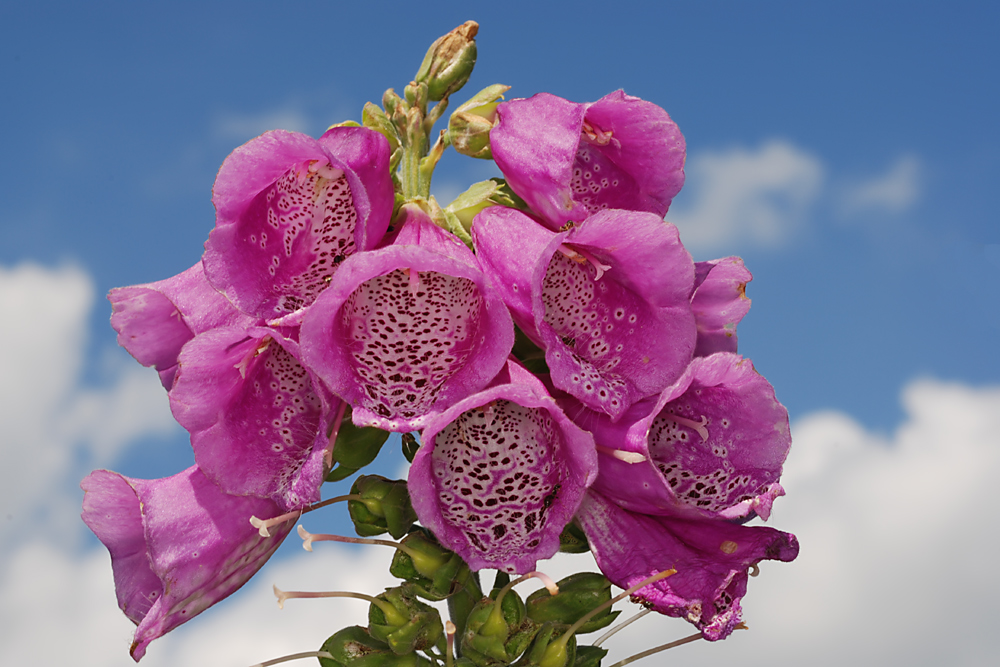 Digitalis